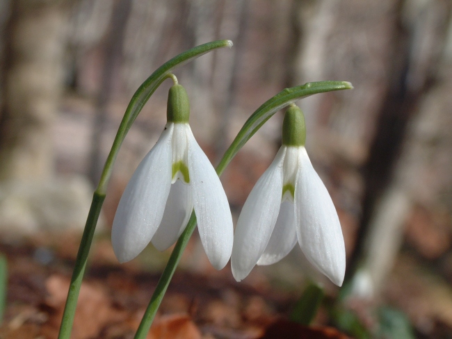 Galanthus nivalis e Leucojum vernum